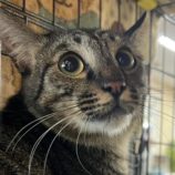 11月9日のひたちなか店に参加するネコスぺ事務局の保護猫28