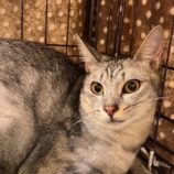 11月9日のひたちなか店に参加するネコスぺ事務局の保護猫29