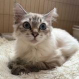 11月9日のひたちなか店に参加するネコスぺ事務局の保護猫30