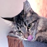 11月16日のひたちなか店に参加するホーリーキャットの保護猫01