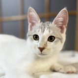 11月16日のひたちなか店に参加するホーリーキャットの保護猫02