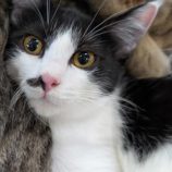 11月16日のひたちなか店に参加するホーリーキャットの保護猫03