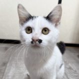 11月16日のひたちなか店に参加するホーリーキャットの保護猫04