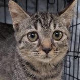 11月16日のひたちなか店に参加するホーリーキャットの保護猫05