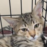 11月16日のひたちなか店に参加するホーリーキャットの保護猫08