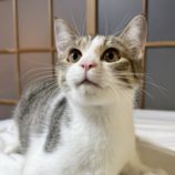 11月16日のひたちなか店に参加するホーリーキャットの保護猫09