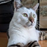 11月16日のひたちなか店に参加するホーリーキャットの保護猫10