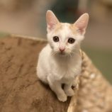 11月16日のひたちなか店に参加するホーリーキャットの保護猫11