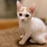 11月16日のひたちなか店に参加するホーリーキャットの保護猫12