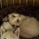 11月16日のひたちなか店に参加するホーリーキャットの保護猫13