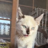 11月16日のひたちなか店に参加するホーリーキャットの保護猫14