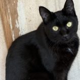 11月16日のひたちなか店に参加するホーリーキャットの保護猫15