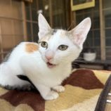 11月16日のひたちなか店に参加するホーリーキャットの保護猫16