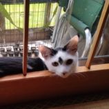 11月16日のひたちなか店に参加するホーリーキャットの保護猫17