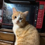 11月16日のひたちなか店に参加するホーリーキャットの保護猫18