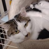 11月16日のひたちなか店に参加するホーリーキャットの保護猫19