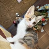 11月16日のひたちなか店に参加するホーリーキャットの保護猫20