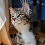 11月16日のひたちなか店に参加するホーリーキャットの保護猫21