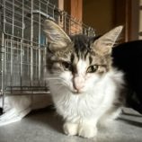 11月16日のひたちなか店に参加するホーリーキャットの保護猫24