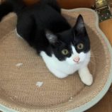 11月16日のひたちなか店に参加するホーリーキャットの保護猫25