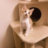 11月16日のひたちなか店に参加するホーリーキャットの保護猫26