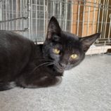 11月16日のひたちなか店に参加するホーリーキャットの保護猫27