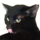 11月16日のひたちなか店に参加するホーリーキャットの保護猫28