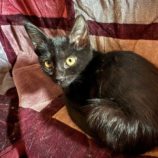 11月16日のひたちなか店に参加するホーリーキャットの保護猫29