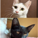 11月16日のひたちなか店に参加するホーリーキャットの保護猫30