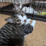 11月9日の市原店に参加するにゃんハートの保護猫02