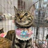 11月9日の市原店に参加するにゃんハートの保護猫03