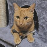 11月9日の市原店に参加するにゃんハートの保護猫04