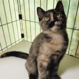 11月9日の市原店に参加するにゃんハートの保護猫07