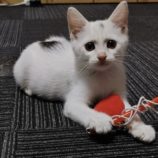 11月9日の市原店に参加するにゃんハートの保護猫08