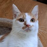 11月9日の市原店に参加するにゃんハートの保護猫09