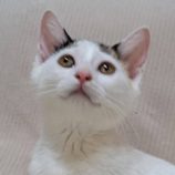 11月9日の市原店に参加するにゃんハートの保護猫10