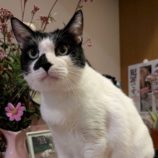 11月9日の市原店に参加するにゃんハートの保護猫11