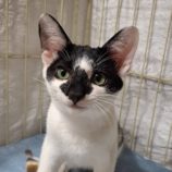 11月9日の市原店に参加するにゃんハートの保護猫12