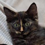 11月9日の市原店に参加するにゃんハートの保護猫13