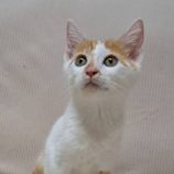 11月9日の市原店に参加するにゃんハートの保護猫14