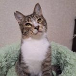 11月9日の市原店に参加するにゃんハートの保護猫15