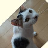 11月9日の市原店に参加するにゃんハートの保護猫16