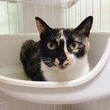 11月9日の市原店に参加するにゃんハートの保護猫17