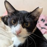 11月8日の柏の葉店に参加するホーリーキャットの保護猫01