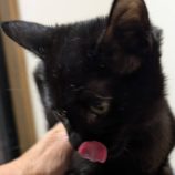 11月8日の柏の葉店に参加するホーリーキャットの保護猫02