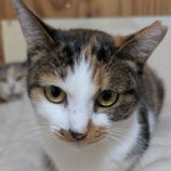 11月8日の柏の葉店に参加するホーリーキャットの保護猫03