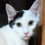 11月8日の柏の葉店に参加するホーリーキャットの保護猫04