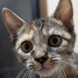 11月8日の柏の葉店に参加するホーリーキャットの保護猫05