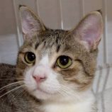 11月23日の君津店に参加する富津ねこネットの保護猫01