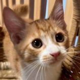 11月23日の君津店に参加する富津ねこネットの保護猫02